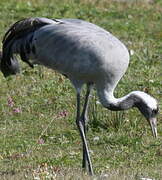 Common Crane