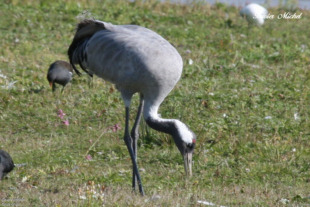 Grue cendrée