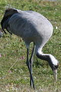 Common Crane