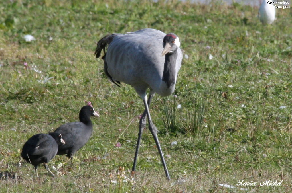 Grue cendrée