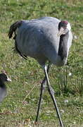 Common Crane