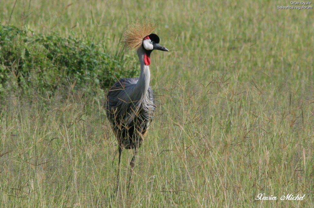 Grey Crowned Crane