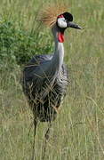 Grey Crowned Crane