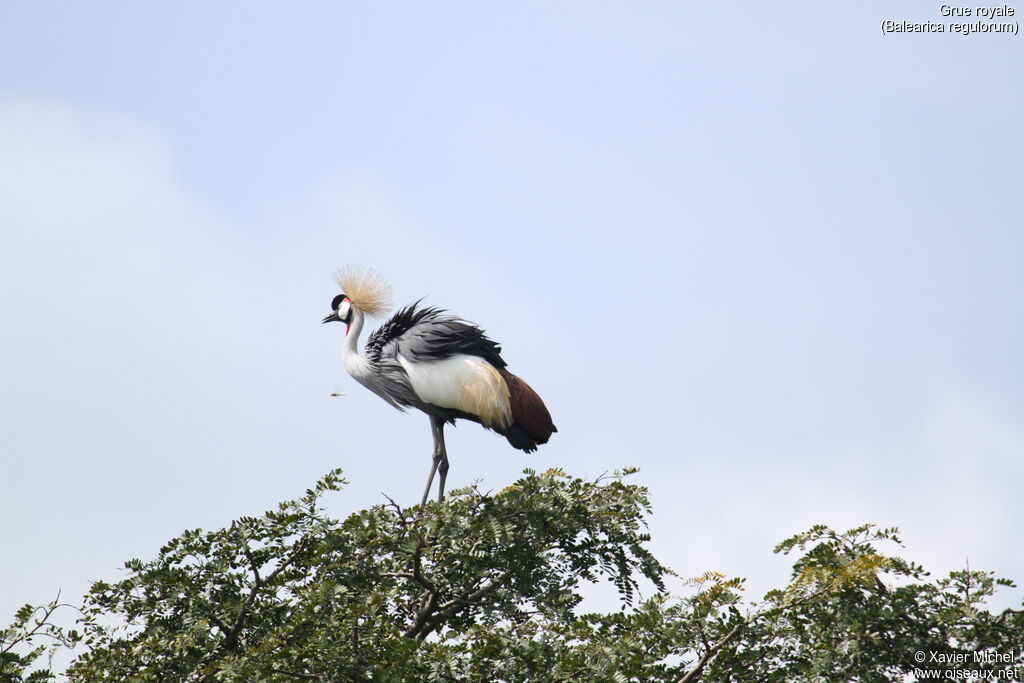 Grey Crowned Craneadult