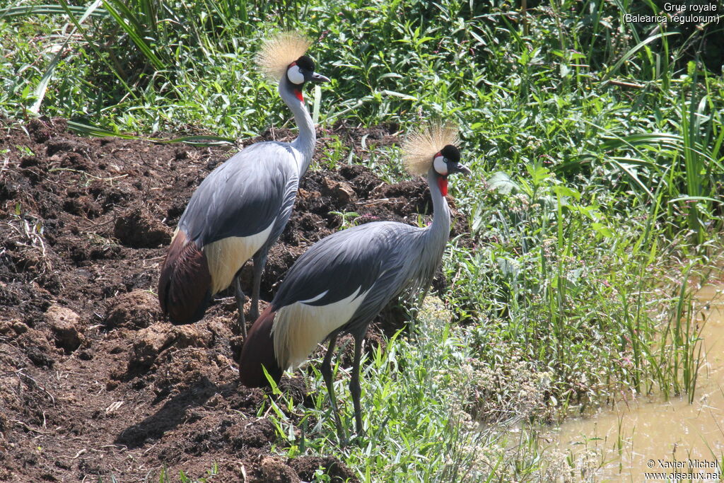 Grey Crowned Craneadult