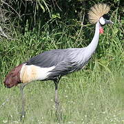 Grey Crowned Crane