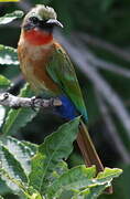 Red-throated Bee-eater