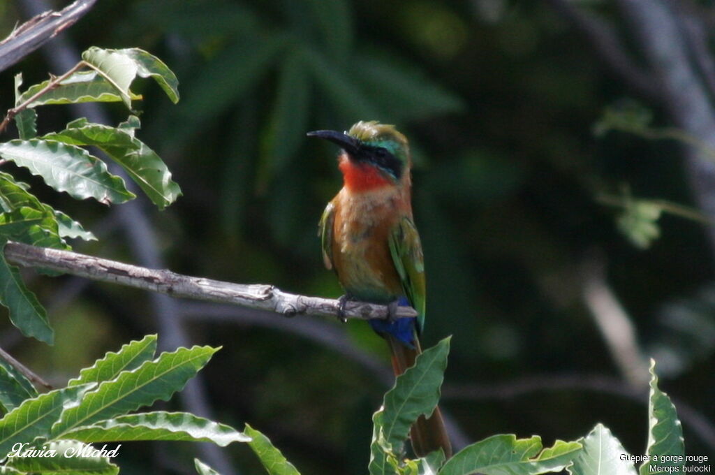 Guêpier à gorge rouge