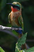 Red-throated Bee-eater