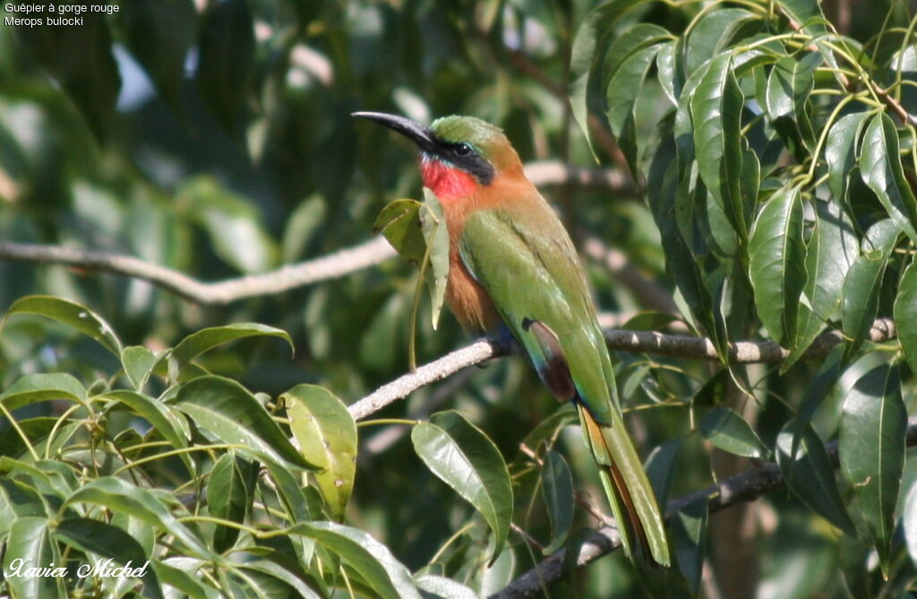 Red-throated Bee-eater