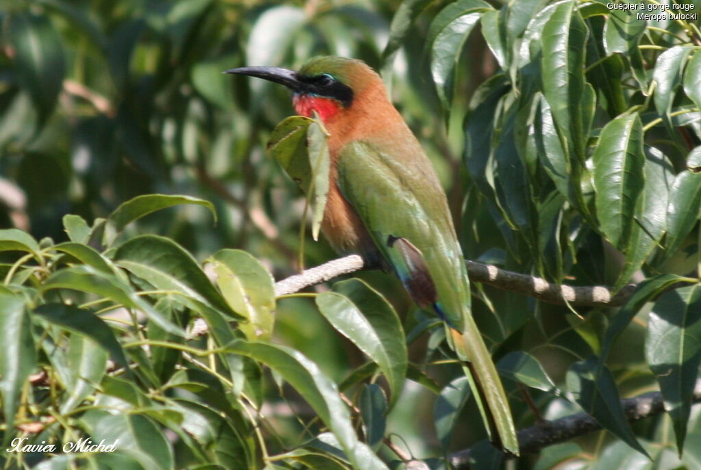 Red-throated Bee-eater