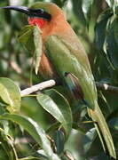 Red-throated Bee-eater