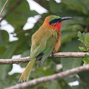 Red-throated Bee-eater