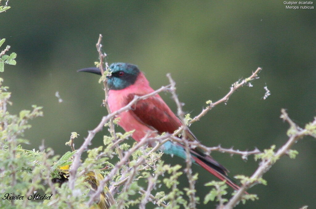 Northern Carmine Bee-eater