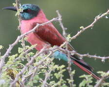 Northern Carmine Bee-eater