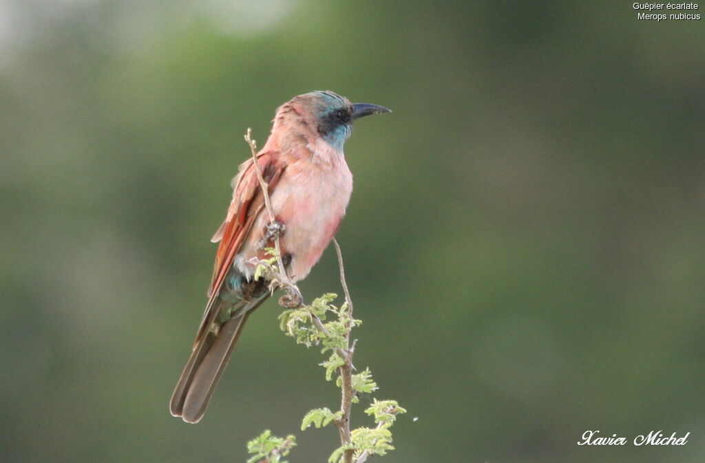 Northern Carmine Bee-eater