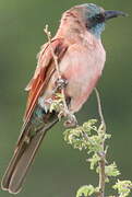 Northern Carmine Bee-eater