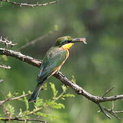 Cinnamon-chested Bee-eater