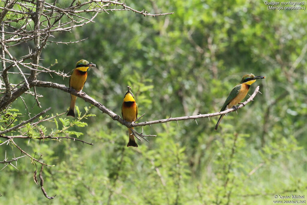 Cinnamon-chested Bee-eater, feeding habits