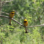 Cinnamon-chested Bee-eater