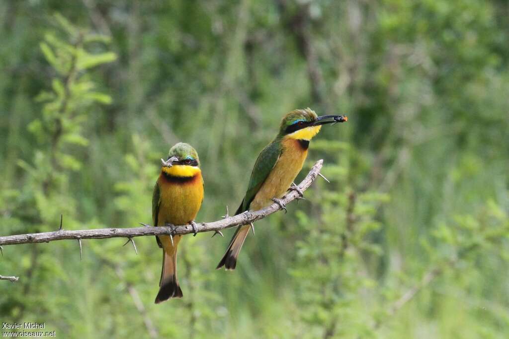 Cinnamon-chested Bee-eater, feeding habits