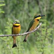 Cinnamon-chested Bee-eater