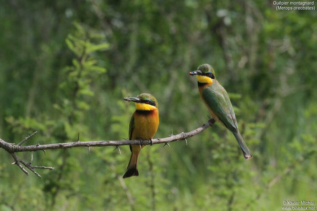 Cinnamon-chested Bee-eater, feeding habits