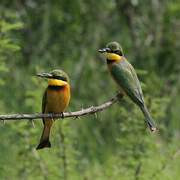 Cinnamon-chested Bee-eater