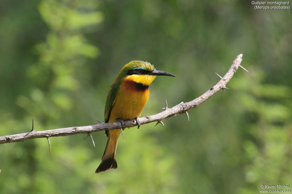 Cinnamon-chested Bee-eater, close-up portrait