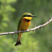 Cinnamon-chested Bee-eater