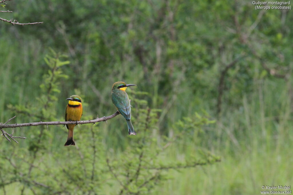 Cinnamon-chested Bee-eater