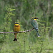 Cinnamon-chested Bee-eater