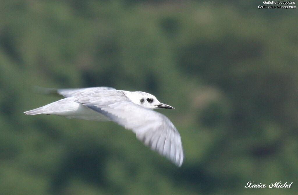 Guifette leucoptère, Vol