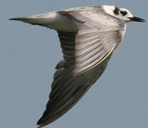 White-winged Tern