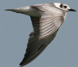 Guifette leucoptère