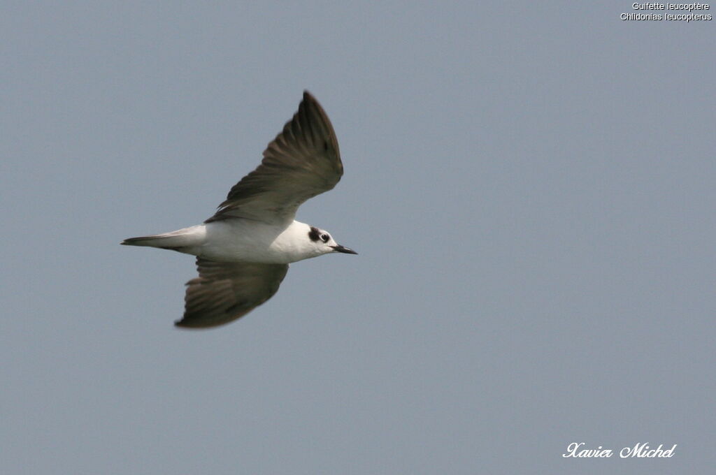 White-winged Tern, Flight