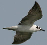 White-winged Tern