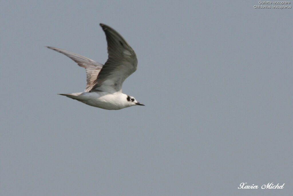 White-winged Tern, Flight