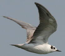 White-winged Tern