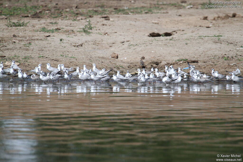 White-winged Tern