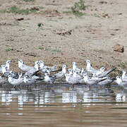 White-winged Tern