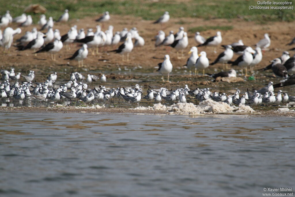 White-winged Tern