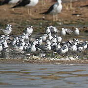 White-winged Tern