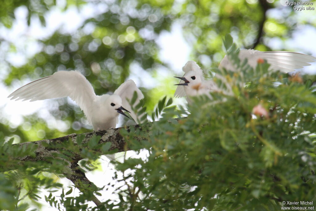 White Ternadult breeding