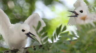 White Tern