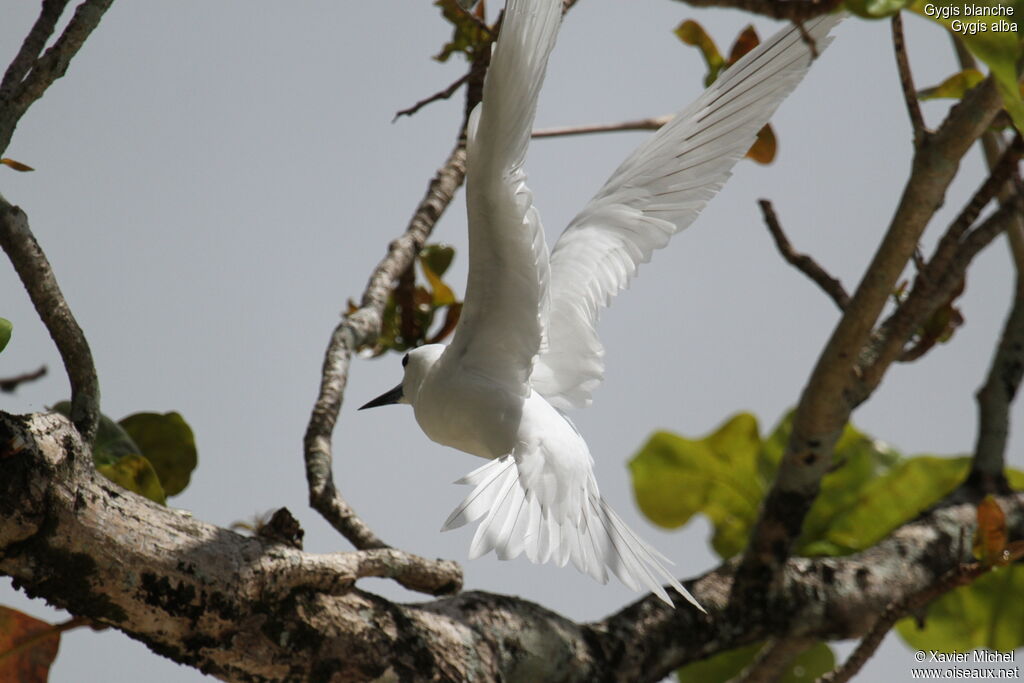 Gygis blanche, Vol