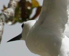 White Tern