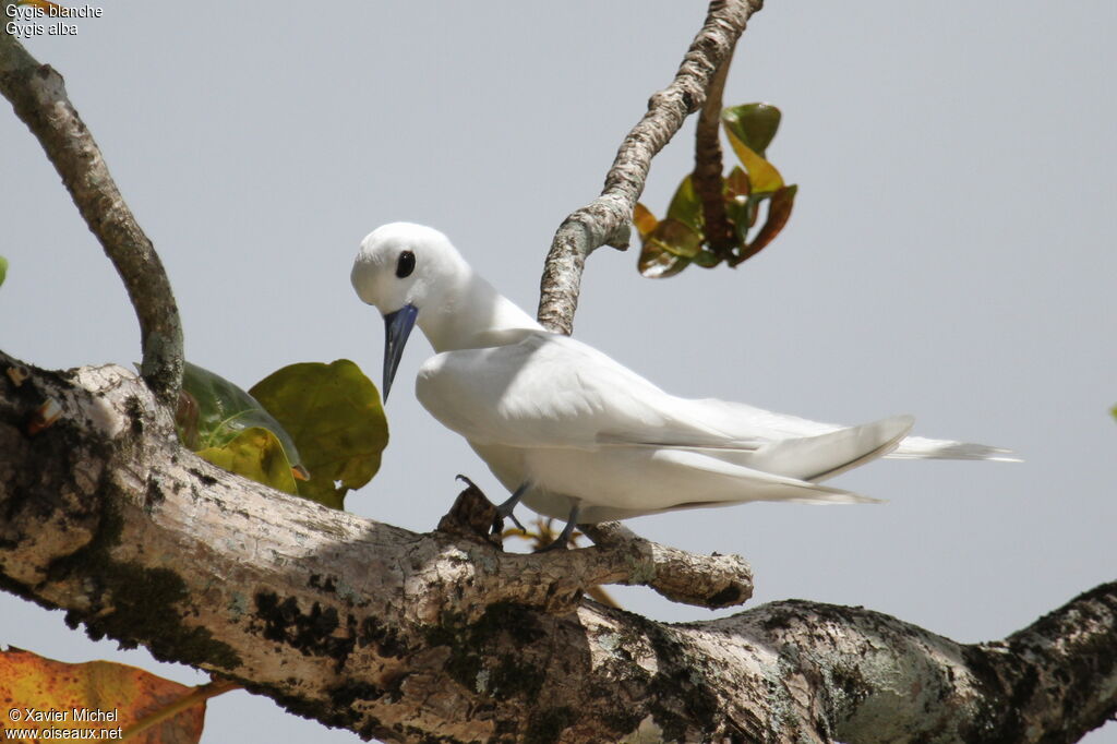 Gygis blanche, identification