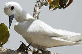 White Tern