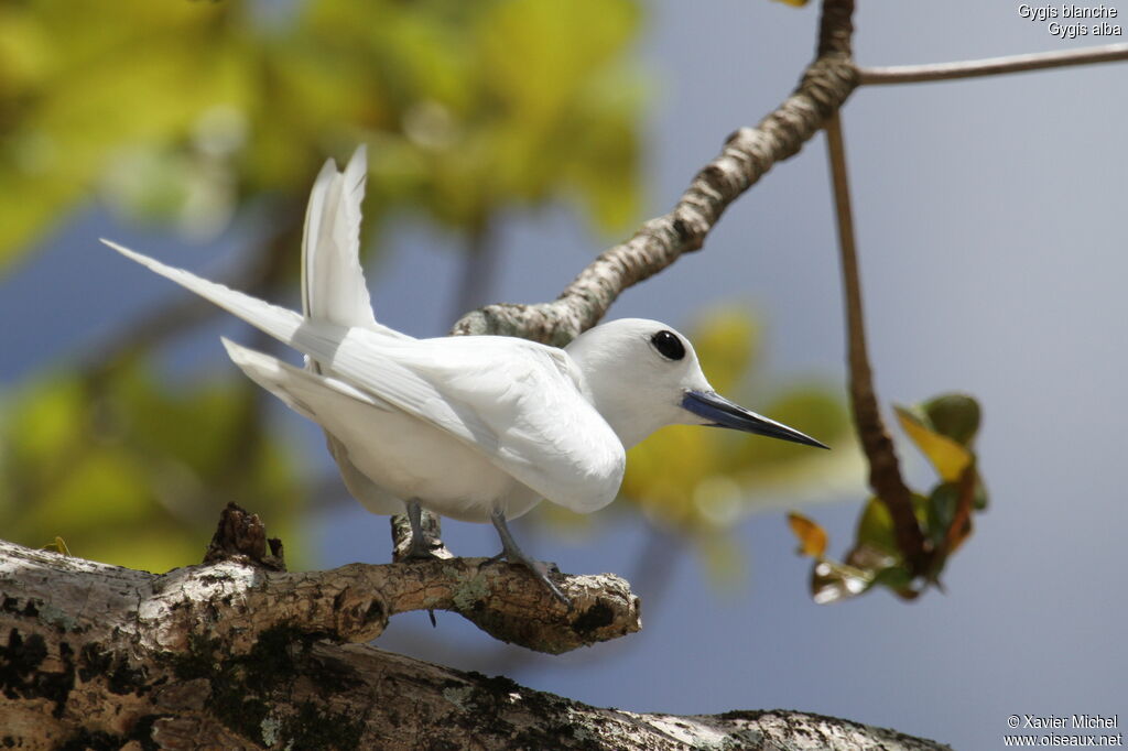 Gygis blanche, identification